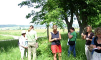 Wildkräuter sammeln Wildkräuter sammeln